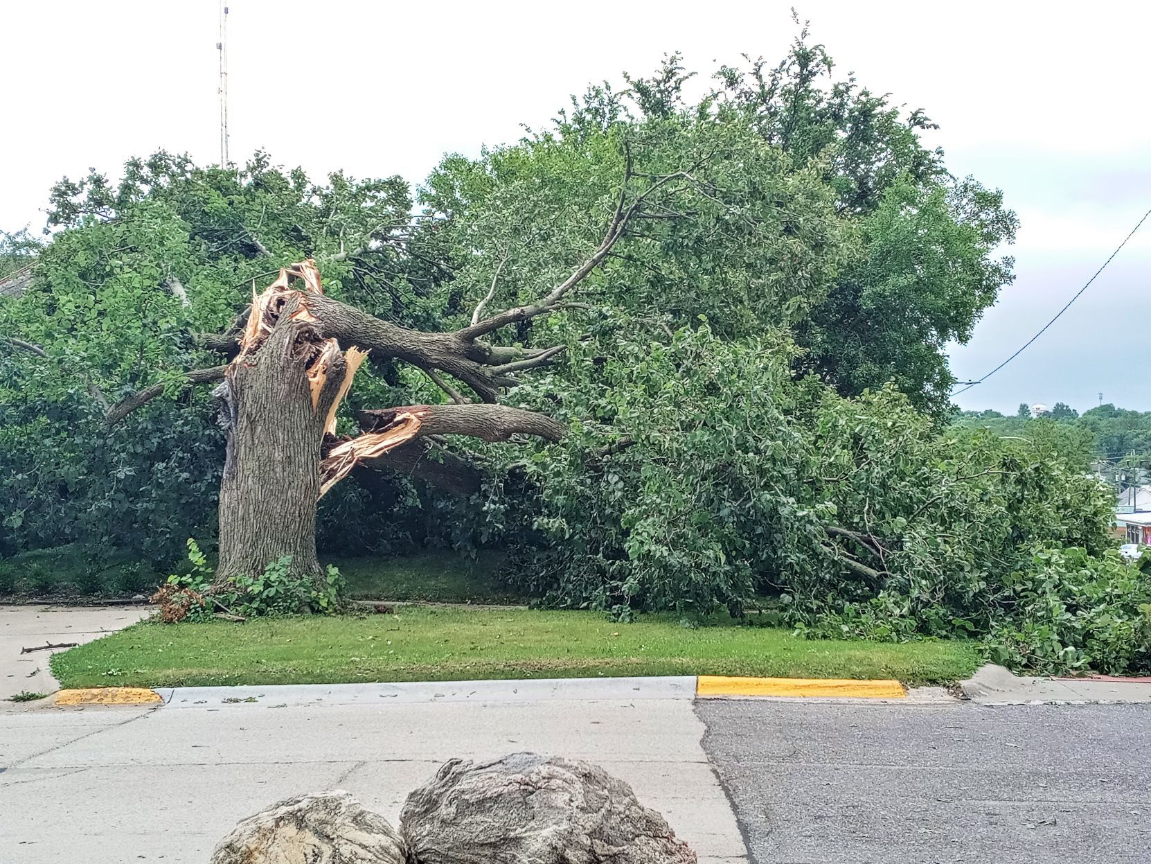 Twisted Tree 1